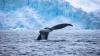 Not Just Carrots and Sticks: Why States Implement Environmental Obligations