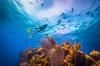 Belize’s Beyond Blue Summit: First national summit dedicated to diving and marine conservation