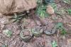 Maris to take landmine allegations against Cambodia to Geneva