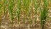WHO RAISES ALARM ON CLIMATE CHANGE, FOOD SECURITY