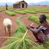 Climate Change Effects on Northern Ethiopia’s Farmers