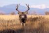 Idaho’s Deer Rut Season: When It Happens and How to Watch