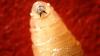 New human screwworm case in US traced to person in Maryland who traveled from Guatemala