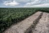 The EU-Mercosur Deal Comes With Serious Environmental and Social Implications