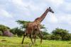 IUCN formally recognises 4 distinct species of giraffe in Africa