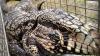 Can AI save Florida from the invasive Argentine black and white tegu?