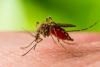 Two West Nile fever cases reported in Armenia in 2025