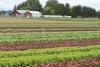 Growing your own food…??