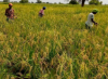 Agric Ministry to construct a weather station at Aweil Rice Scheme