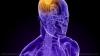 Scientists unlock 30-year mystery: Rare micronutrient holds key to brain health and cancer defense