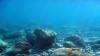 Scientists make unbelievable discovery nearly 9,000 feet below surface of Pacific Ocean: 'A new piece of the puzzle'