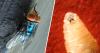 Florida blocks rescue dogs, cats from states with flesh-eating screwworm