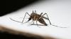 Dengue Prevention Begins at Home: A Practical Lifestyle Approach