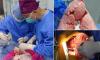 Scientists transplant a PIG lung into a human in world-first op: Organ remains viable for 9 days - paving the way for cross-species transplantation