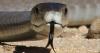 One of world’s deadliest snakes help scientists find pollution