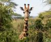 Recognizing different giraffe species is crucial for conservation