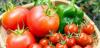 Industrial Pollution in Nabeul: Ten Months to Rehabilitate Tomato Processing Plants