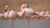 Flamingoes Can Slow Down Aging—But Only If They Embrace This Lifestyle