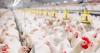 Chile halts poultry imports from Argentina due to avian flu