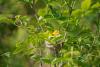 Birds Georgia Announces 2025 Fall Flyway Festival: A Celebration of Birds, Native Plants, and Community