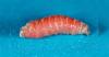 First human screwworm case in US traced to person in Maryland who traveled from Guatemala, sources say