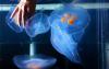 Scientists create and control 'cyborg' moon jellyfish to study changes in Earth's oceans
