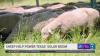Sheep graze on Texas solar farms as renewable energy companies embrace agriculture