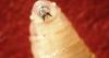 First human case of screwworm parasite found in U.S. in person who traveled to El Salvador