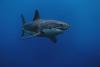 Footage of Great White Sharks in Croatian Waters – “No Need to Fear”