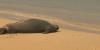Hawaiian monk seal seen molting on Oahu beach