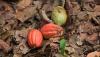 Farmers raise red flags as unexpected conditions threaten beloved crop: 'More sunshine is needed'