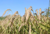Kazakhstan develops water-saving rice variety