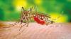 Laos expands eco-friendly mosquito method to combat dengue