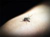 Laos expands use of Wolbachia mosquitoes in eco-friendly fight against dengue