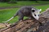 The sweet reason why New Hampshire has a new state marsupial