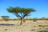 PRESERVING OMAN'S LIVING HERITAGE The frankincense tree