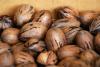 If There’s One Fall Festival You Attend in South Carolina, Make It the South Carolina Pecan Music and Food Festival