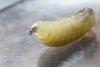 US confirms first human case of travel-associated screwworm