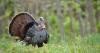Wisconsin DNR looking for community scientists to report wildlife observations