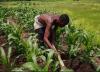 Gambian youth takes root in agriculture