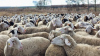Bulgaria's Food Safety Agency discusses with EC measures for the prevention of diseases in small ruminants