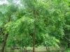 The neem trees of Maiduguri (II)