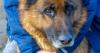 Man tries to outsmart German Shepherd but it goes hilariously wrong