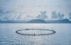 Disease-hastened harvest, soft prices hurt Icelandic Salmon’s Q2 results