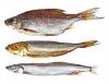 Mr.Goodfish app helps consumers make sustainable seafood choices in Europe