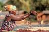 Cameroon distributes CFA348m cocoa quality bonuses to farmers