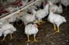 Maryland must curb Eastern Shore factory farm pollution | GUEST COMMENTARY