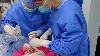 Scientists Transplant Pig Lung Into Human for the First Time. It Worked for Nine Days