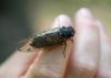 Cicadas Are Back Buzzing Through The Connecticut Summer Air