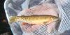 Biologists and fire fighters rescue native trout from Colorado fire